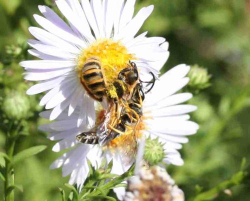 Halictus scabiosae