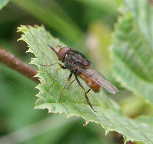 Réf. 49 268 : Rhingia campestris
