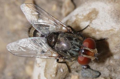 Miltogramma oestracea