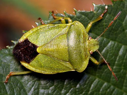 Réf. 49 911 : Palomena viridissima
