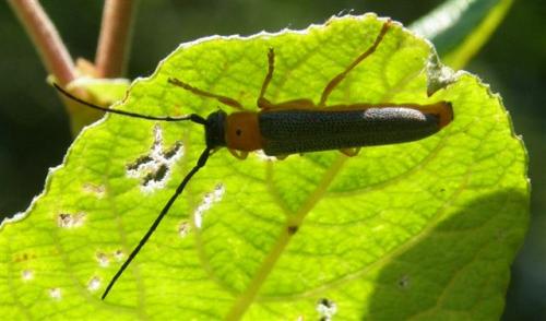 Réf. 49 901 : Oberea oculata