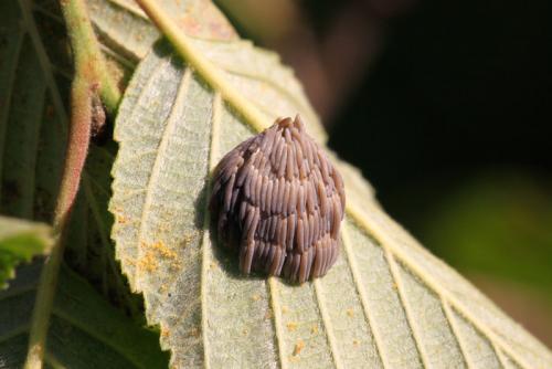 Réf. 49 016 : Atylotus sp.