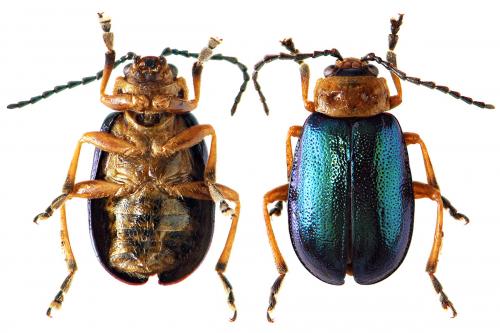 Réf. 49 826 : Sermylassa halensis