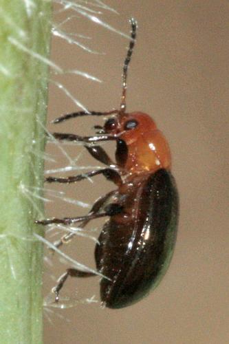 Podagrica fuscipes