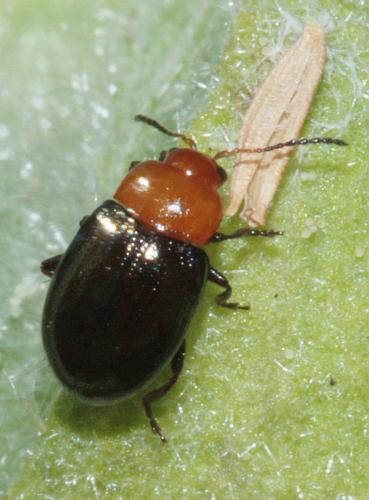 Podagrica fuscipes