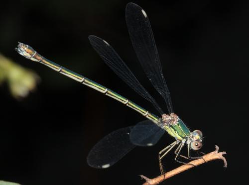 Chalcolestes viridis