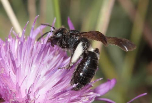 Andrena pilipes