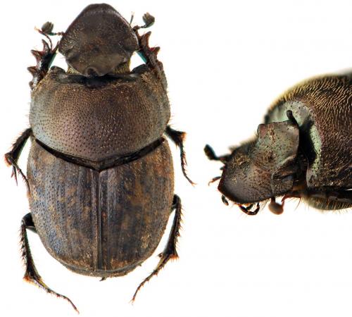 Réf. 49 827 : Onthophagus fracticornis