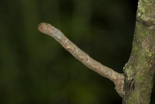Réf. 49 164 : Hypomecis punctinalis