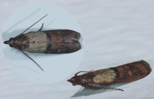 Réf. 49 879 : Plodia interpunctella