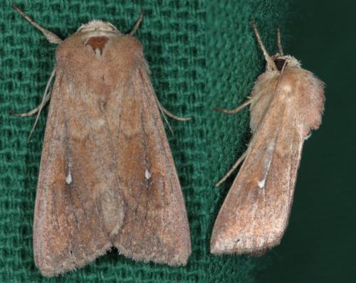 Réf. 49 882 : Mythimna albipuncta