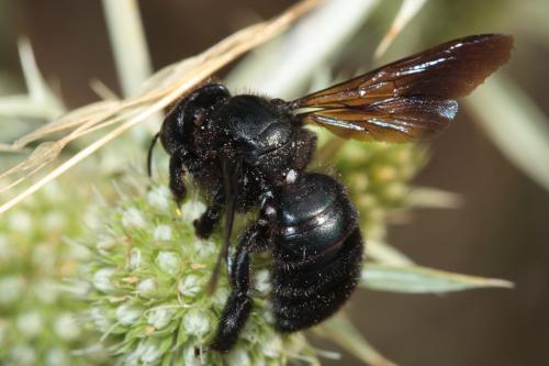 Xylocopa sp.