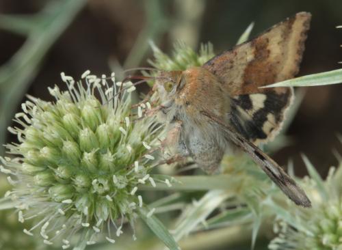 Heliothis viriplaca