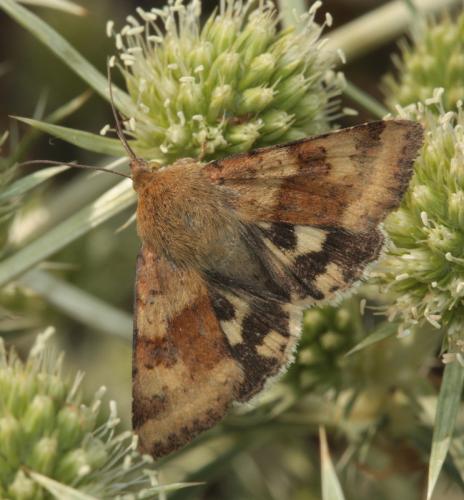 Réf. 49 166 : Heliothis viriplaca