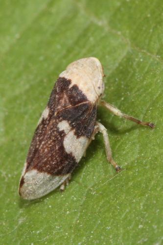 Philaenus spumarius