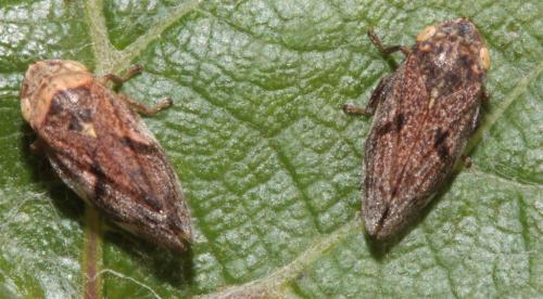 Philaenus spumarius