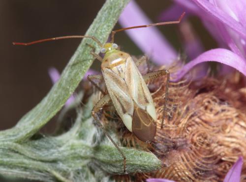 Réf. 49 234 : Adelphocoris sp.