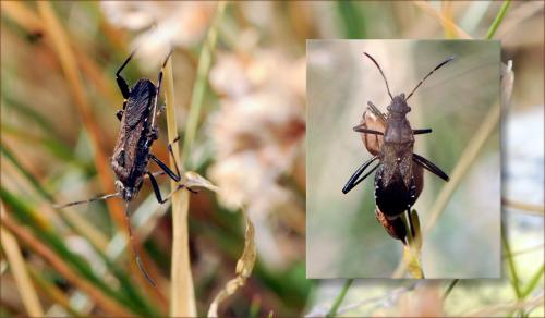 Réf. 49 677 : Alydus calcaratus