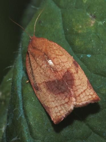 Réf. 49 354 : Cacoecimorpha pronubana