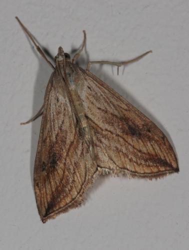 Réf. 49 314 : Evergestis forficalis