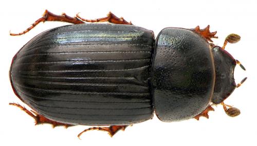Agoliinus satyrus