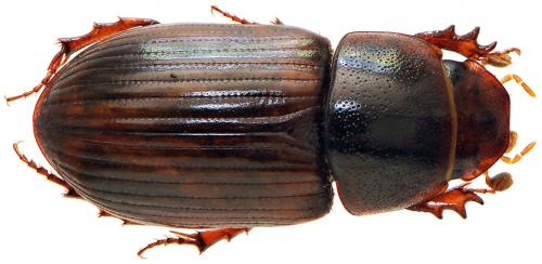Bodilopsis rufa