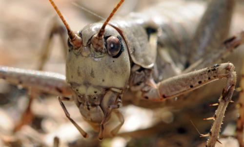 Antaxius pedestris pedestris