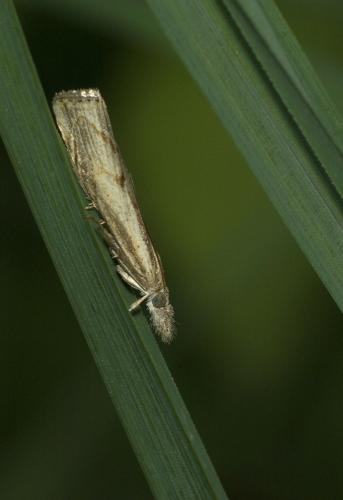 Agriphila geniculea