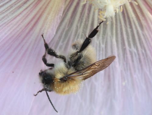 Bombus sp.