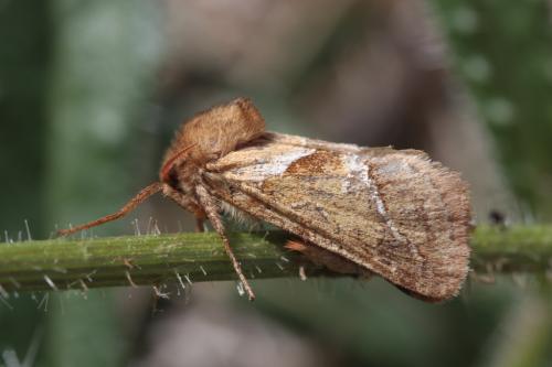 Triodia sylvina