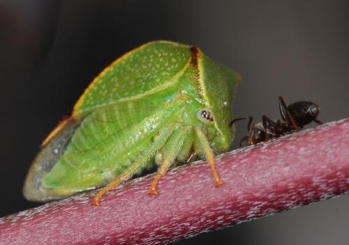 Réf. 49 916 : Stictocephala bisonia
