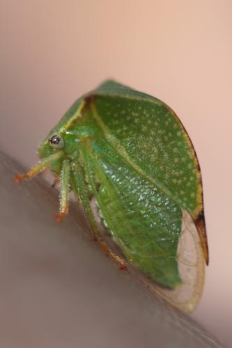 Stictocephala bisonia