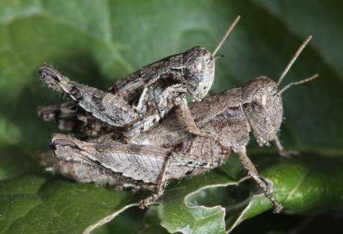Pezotettix giornae