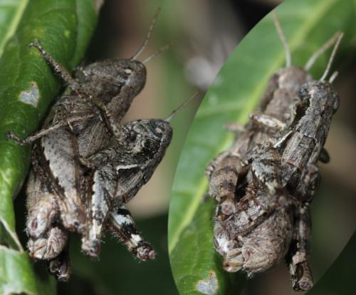 Pezotettix giornae