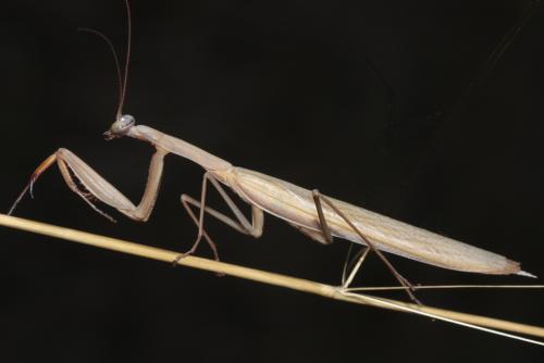 Réf. 49 946 : Mantis religiosa