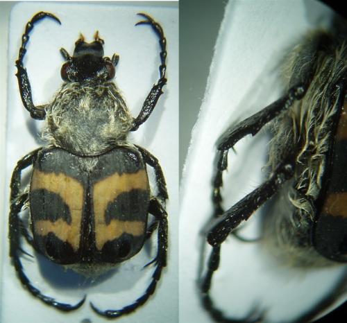 Réf. 49 921 : Trichius fasciatus