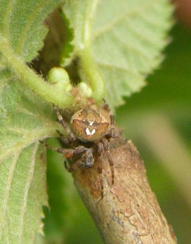 Araneus angulatus