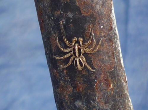 Réf. 49 867 : Plexippus paykulli