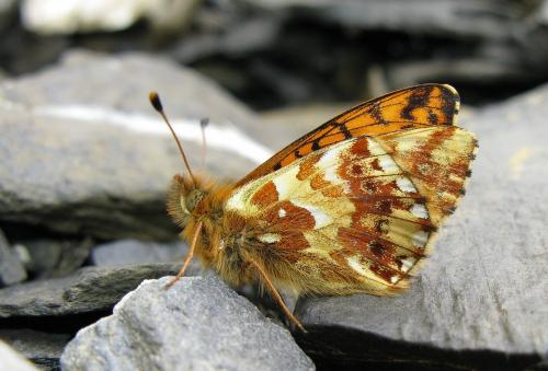 Réf. 49 030 : Boloria pales