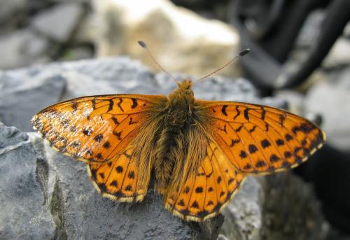 Réf. 49 029 : Boloria pales