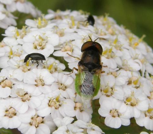 Réf. 49 536 : Oplodontha viridula