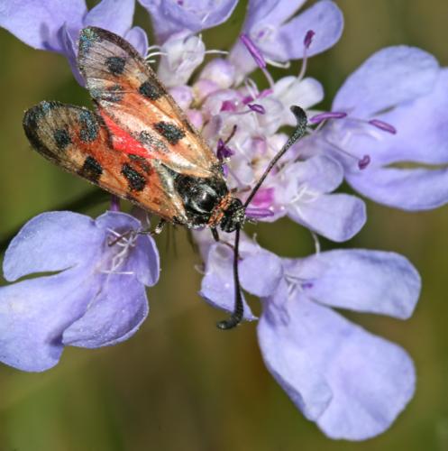 Zygaena fausta
