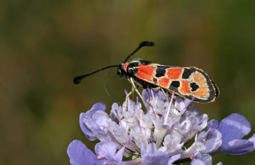 Zygaena fausta