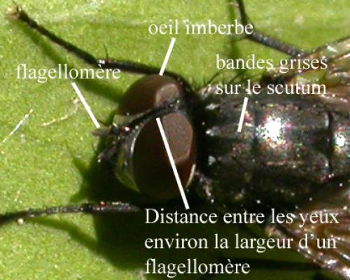Musca autumnalis