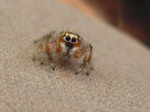 Thyene sp.