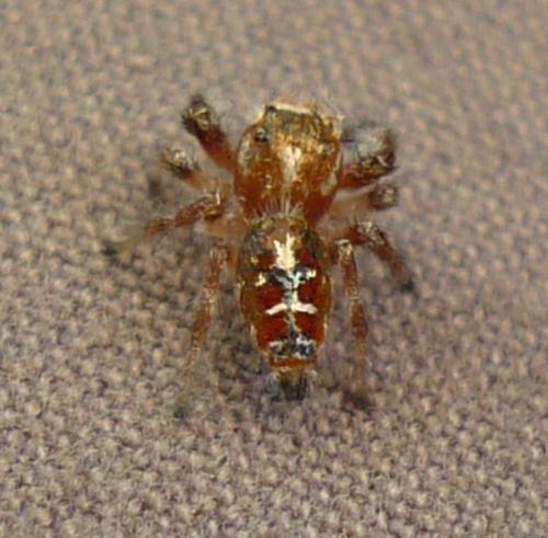 Thyene sp.