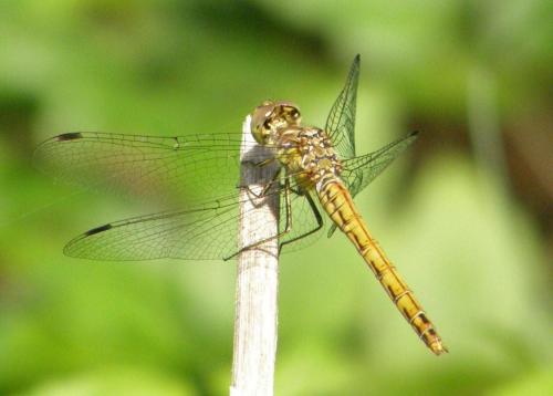 Réf. 49 538 : Sympetrum sp.