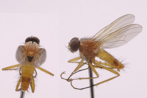 Réf. 49 021 : Achanthiptera rohrelliformis