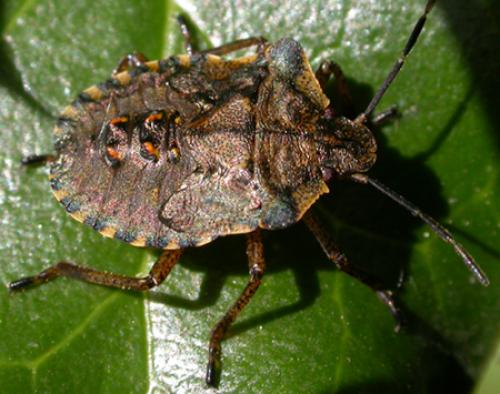 Pentatoma rufipes