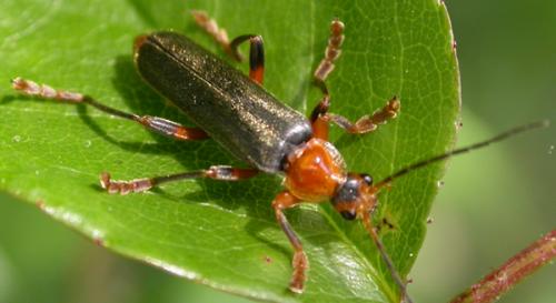 Réf. 49 299 : Cantharis livida